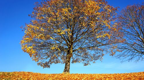 autumn tree fall