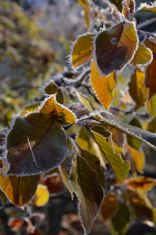 autumn leaves frost