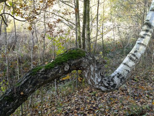 autumn birch moss