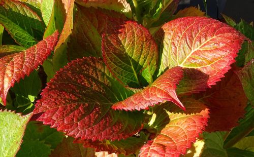 autumn plant leaves