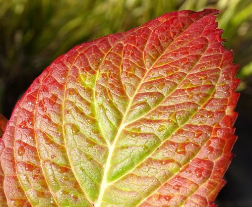 autumn plant leaves