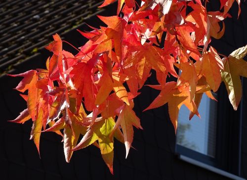 autumn red leaves discoloration