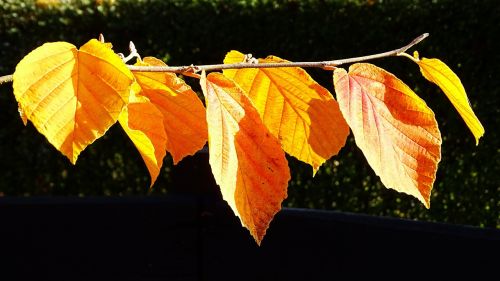 autumn discoloration leaves