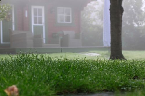 autumn garden grass