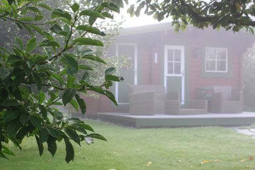 autumn fog garden