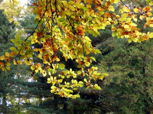 autumn leaves golden autumn