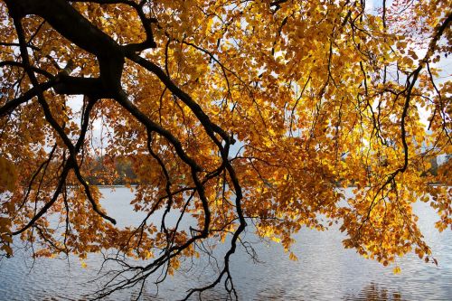 autumn lake the sun