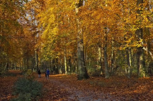 autumn nature trees