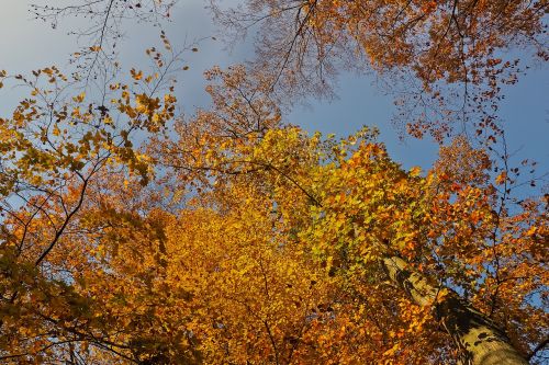 autumn nature trees