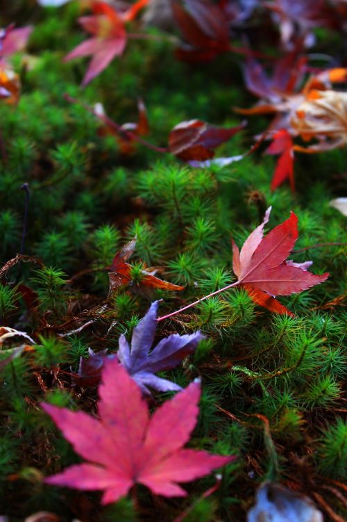 autumn autumnal leaves moss