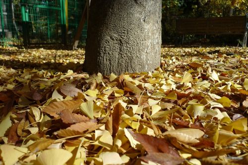 autumn autumn leaves blue sky