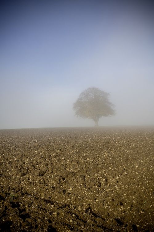 fog dew autumn