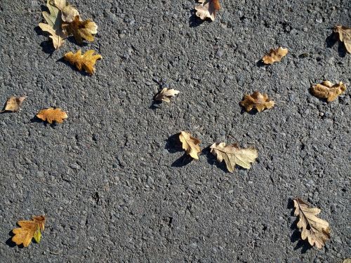 autumn leaves road