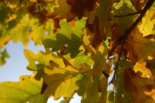 autumn oak leaf