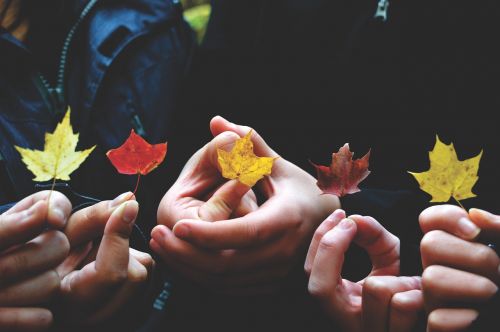 autumn autumn leaves colors