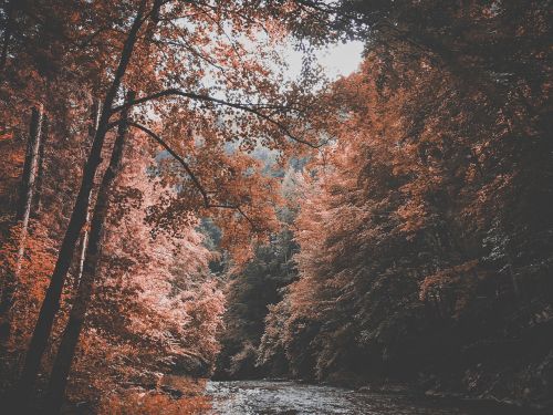 autumn forest nature