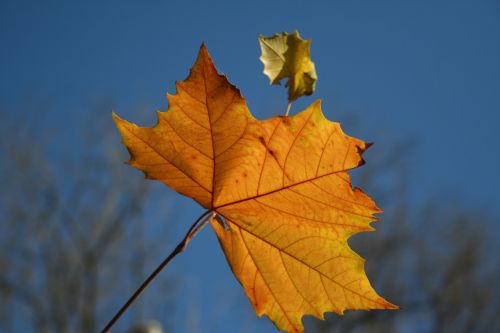 autumn yellow leaf