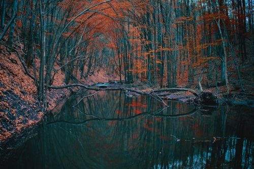 autumn forest nature