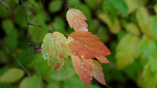 autumn fall colors colorful foliage