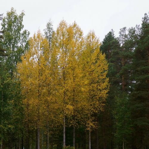autumn yellow deciduous tree