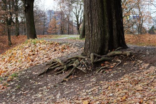 autumn tree roots