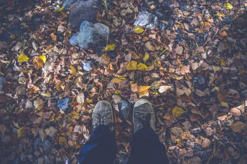 autumn autumn leaves dry leaves