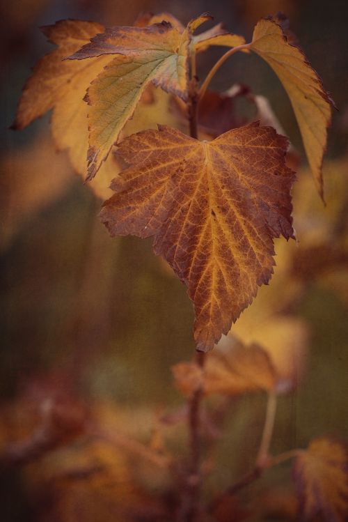 autumn fall color leaves