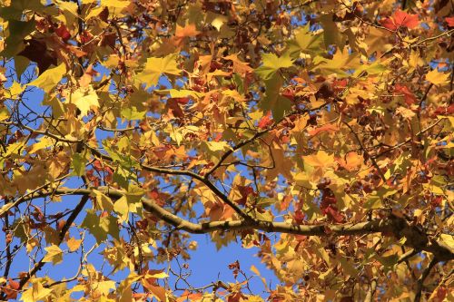 autumn leaves yellow