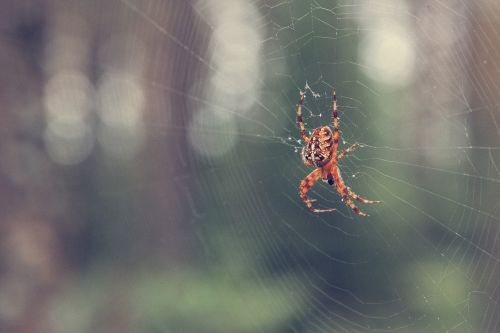 autumn forest spider