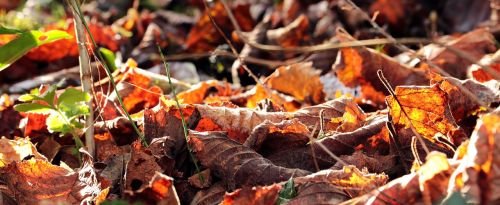 autumn leaves fall color