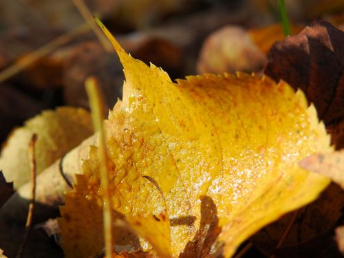 autumn leaves wet