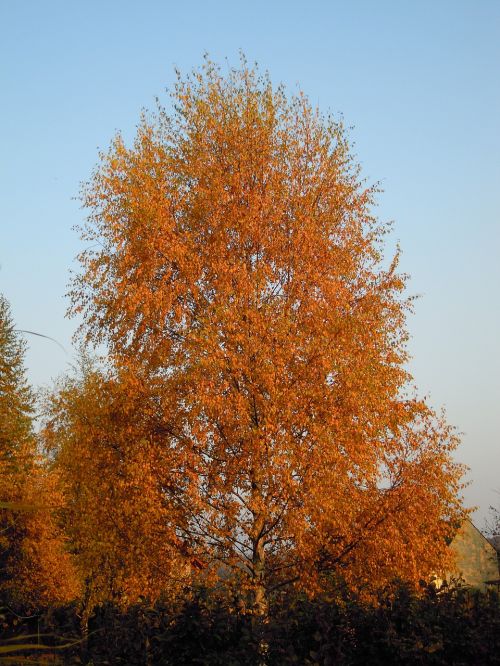 autumn tree yellow leaves