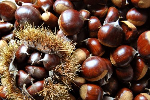 autumn chestnut food