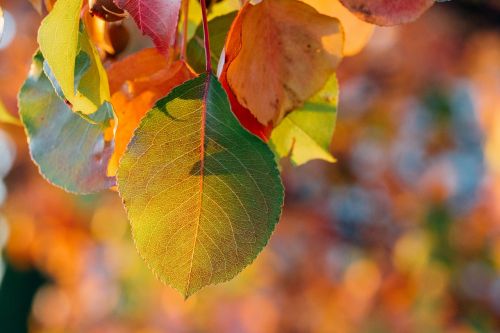 autumn close-up fall