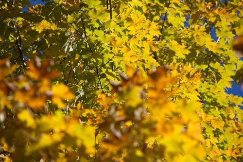 autumn fall foliage