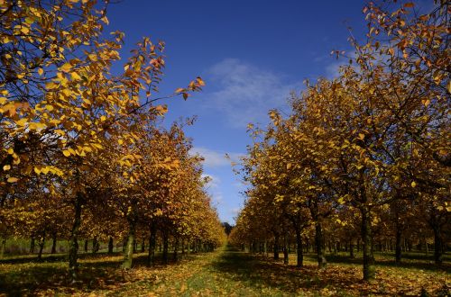 autumn november colorful