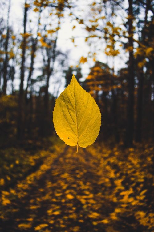 autumn autumn colours autumn leaf