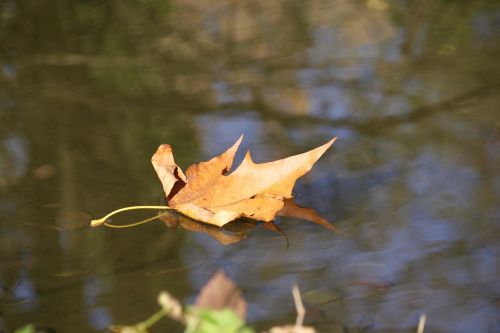 autumn river leaf