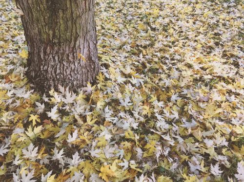 autumn leaves yellow