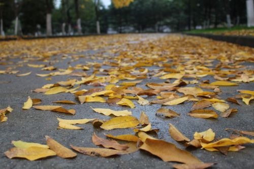 autumn defoliation lonely