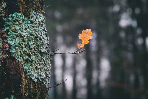 autumn leaf nature