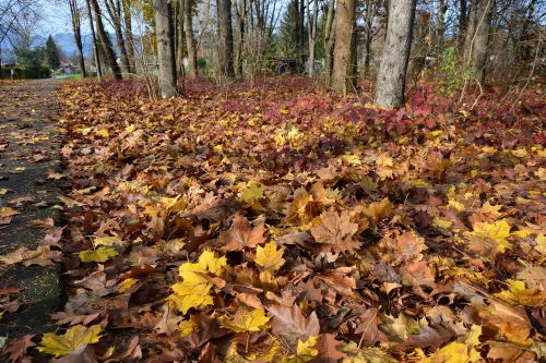 autumn brown yellow