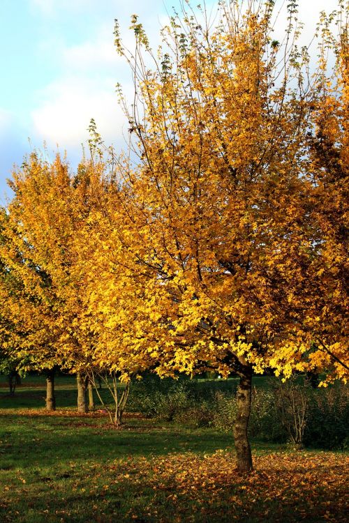 autumn yellow farbenpracht