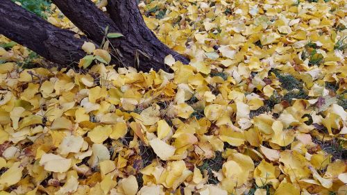 autumn patagonia natural park