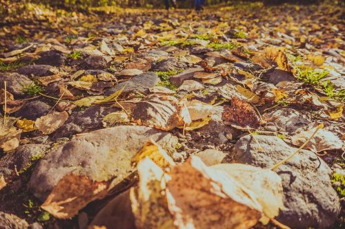 autumn leaves road