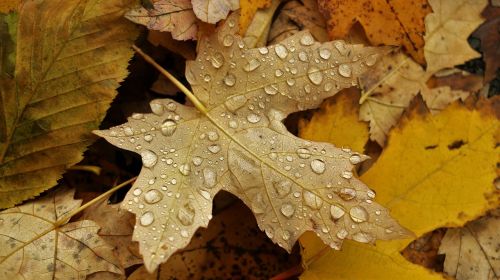 autumn maple leaf yellow leaves