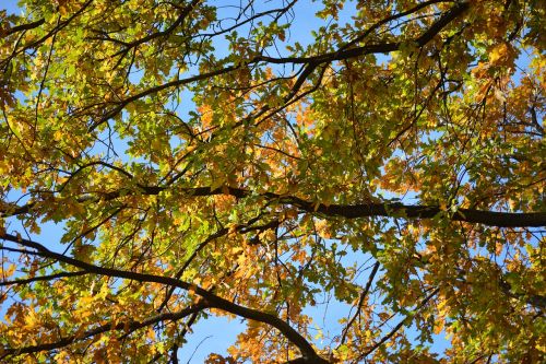 autumn fall branches