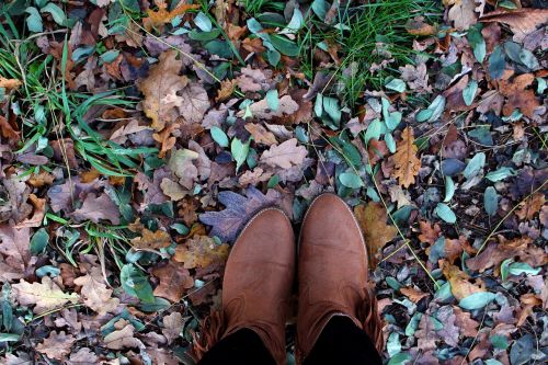 autumn leaves forest