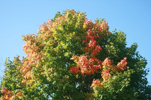 autumn tree maple