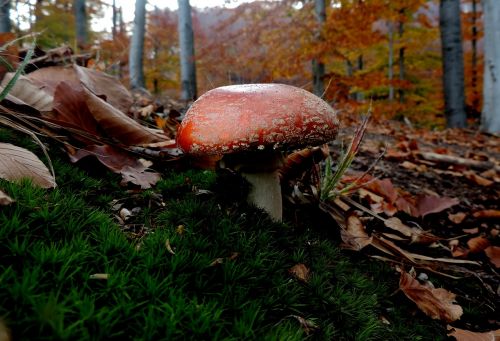 autumn fly-agaric forest